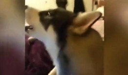 二狗最新爆料视频大全,揭秘娱乐圈幕后真相