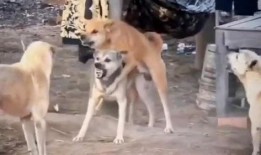 二狗最新爆料视频大全,揭秘娱乐圈幕后真相