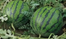 溧阳吃瓜最新事件爆料是真的吗,最新爆料真相揭秘