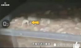 陆丰华莱士最新爆料,揭秘娱乐圈惊人内幕