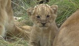 小狮子最新爆料,揭秘娱乐圈最新动态