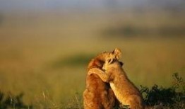 小狮子最新爆料,揭秘娱乐圈最新动态