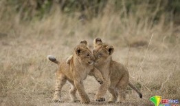 小狮子最新爆料,揭秘娱乐圈最新动态