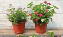 大学城轻轨爆料视频最新,揭秘神秘线路与未来规划